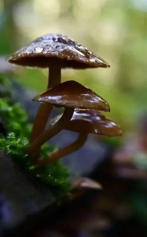國(guó)家蘑菇地理：中國(guó)哪里的蘑菇最好吃？