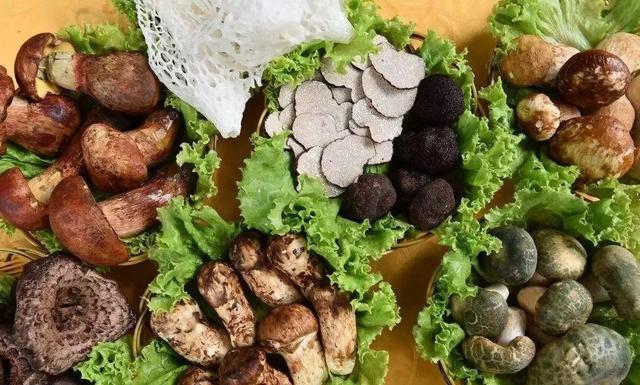 國(guó)家蘑菇地理：中國(guó)哪里的蘑菇最好吃？