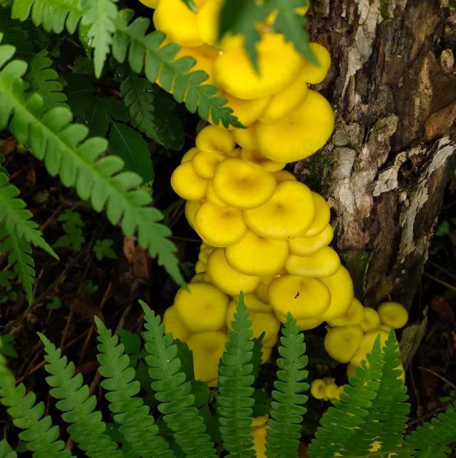 國(guó)家蘑菇地理：中國(guó)哪里的蘑菇最好吃？