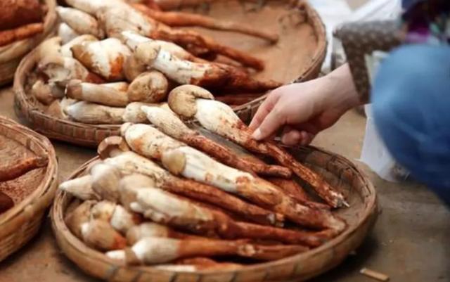 國(guó)家蘑菇地理：中國(guó)哪里的蘑菇最好吃？