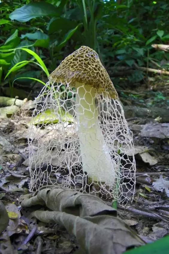 國(guó)家蘑菇地理：中國(guó)哪里的蘑菇最好吃？