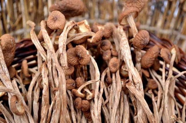 國(guó)家蘑菇地理：中國(guó)哪里的蘑菇最好吃？