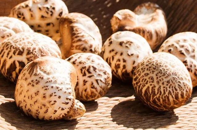 國(guó)家蘑菇地理：中國(guó)哪里的蘑菇最好吃？